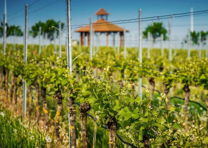 Western Palatin Kongresshotel فيسلوخ