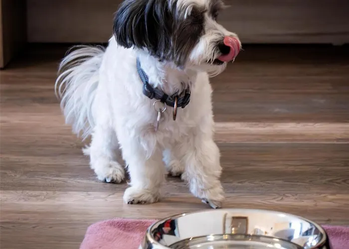 Western Palatin Kongresshotel فيسلوخ